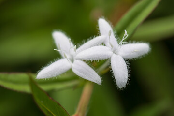 virginia buttonweed