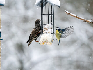 Star (Sturnus vulgaris)