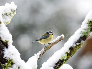 Blaumeise (Cyanistes caeruleu)