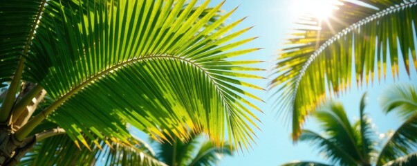 Palm tree leaves rustling softly in summer breeze, greenery, wind, palm trees