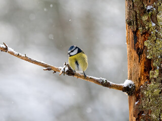 Blaumeise (Cyanistes caeruleu)