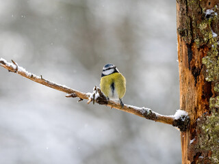 Blaumeise (Cyanistes caeruleu)
