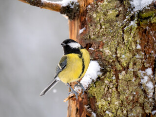   Kohlmeise (Parus major)