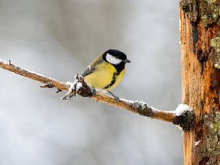 Fototapeta premium Kohlmeise (Parus major)