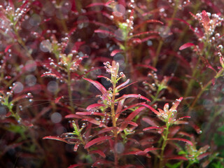 Beautiful aquatic plants for decorating aquariums.