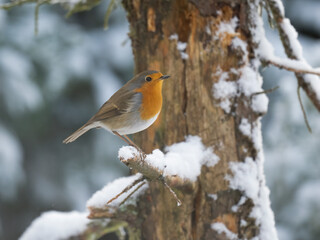 Rotkehlchen&nbsp;(Erithacus rubecula)