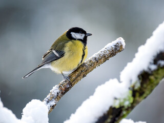   Kohlmeise (Parus major)