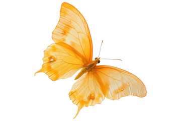 Fototapeta premium Yellow butterfly flying