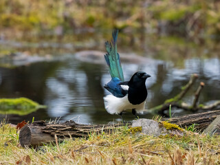 Elster (Pica pica)   