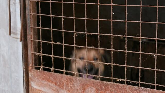 Dog in animal shelter. Dog looking over the fance. Dogs behind the fance