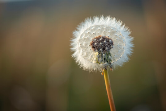 A close-up of a dandelion seed head with a blurred background