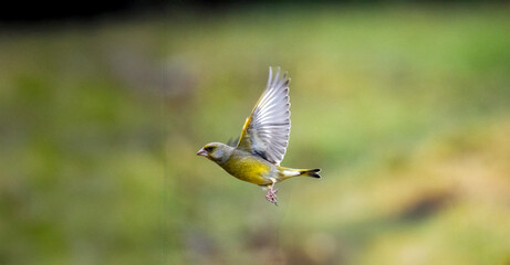 Grünfink (Chloris chloris)