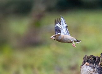  Kernbeißer (Coccothraustes coccothraustes)