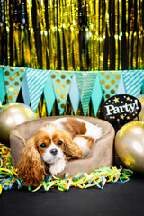 Haustier Hund Cavalier King Charles Spaniel liegt Party Silvester mit Luftballons und Luftschlangen