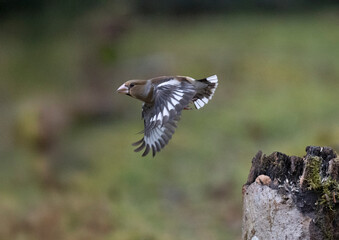  Kernbeißer (Coccothraustes coccothraustes)