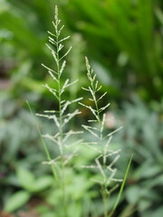 closeup of green grass with dew drops