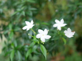 White jasmine flowers in the garden on blurred green background.