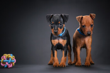 Two miniature pinscher puppies, two different colors. Beautiful dogs on a black background, next to...