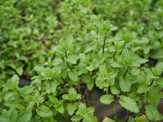 Mint leaves in the garden