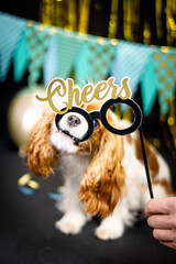 Haustier Hund Cavalier King Charles Spaniel knabbert an Cheers Brille Party Silvester mit Luftballons und Luftschlangen