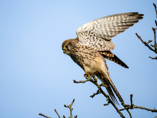Turmfalke (Falco tinnunculus)
