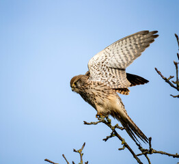 Turmfalke (Falco tinnunculus)