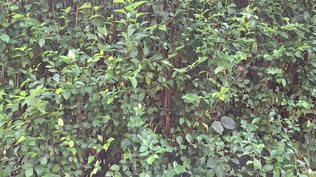 Green Hedge Plants Swaying in the Wind &ndash; Acalypha Siamensis Leaves Moving in the Breeze, Captured in High-Quality Video with Natural Lighting During the Afternoon.