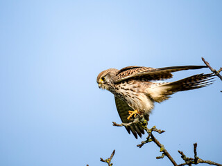 Turmfalke (Falco tinnunculus)