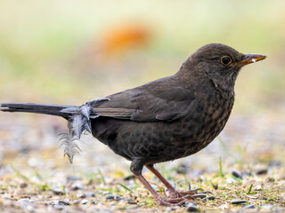 Amsel (Turdus merula)