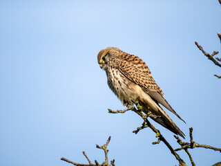 Turmfalke (Falco tinnunculus)