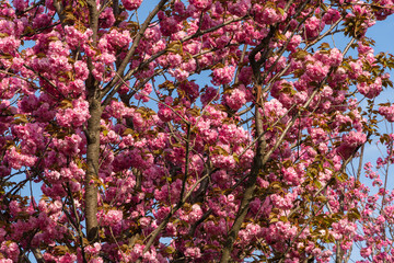 Branches Prunus 'Kanzan' (Prunus serrulata) ) with pink flowers against blue sky. Japanese cherry...