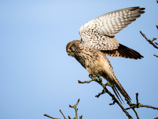 Turmfalke (Falco tinnunculus)