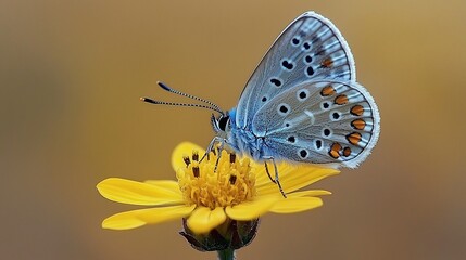 Obraz premium Blue butterfly on yellow flower, meadow background, nature photography
