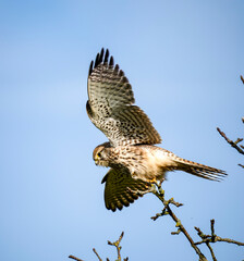 Turmfalke (Falco tinnunculus)