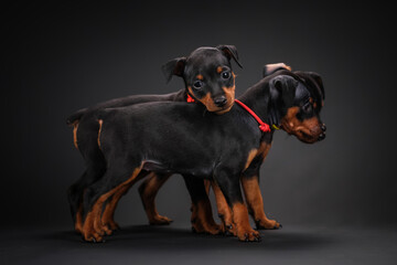 Obraz premium Three puppies playing on a black background. Black and tan miniature pinscher puppies.
