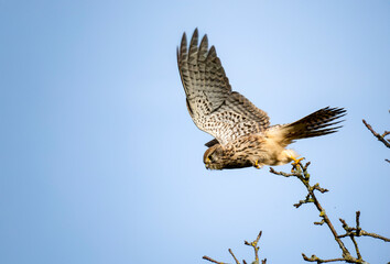 Turmfalke (Falco tinnunculus)