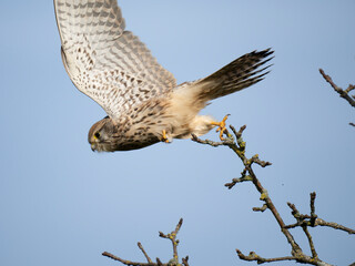 Turmfalke (Falco tinnunculus)