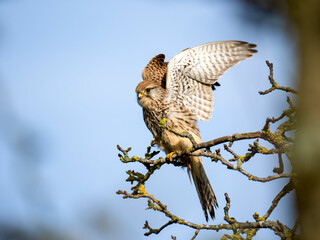 Turmfalke (Falco tinnunculus)