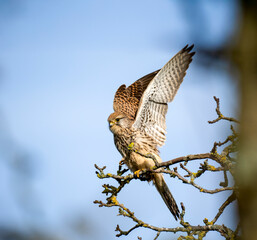 Turmfalke (Falco tinnunculus)