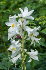 Campanula persicifolia (peach bell leaf). Close-up. White bluebell flowers grow in summer garden against blurred green garden background. Nature design concept.