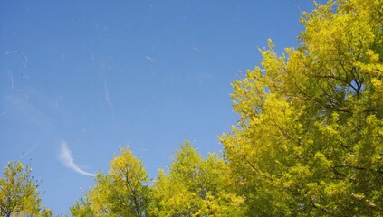 Fototapeta premium Yellow leaves, blue sky, trees, autumn, nature background, website header