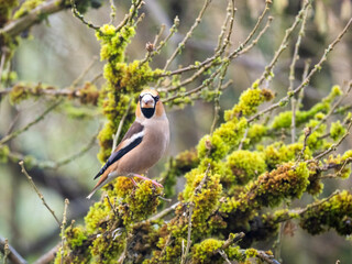 Kernbeißer (Coccothraustes coccothraustes)