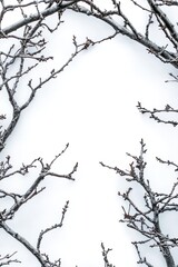 Tree Branches and Twigs Forming Natural Frame on White Background for Creative Projects