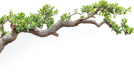 Fototapeta premium Natural Archway Created by Tree Branches with Fresh Green Leaves Against a White Background
