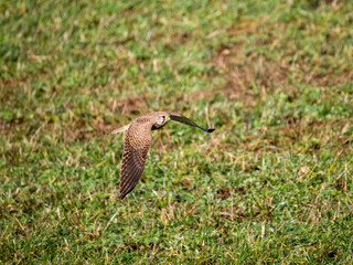Turmfalke (Falco tinnunculus)