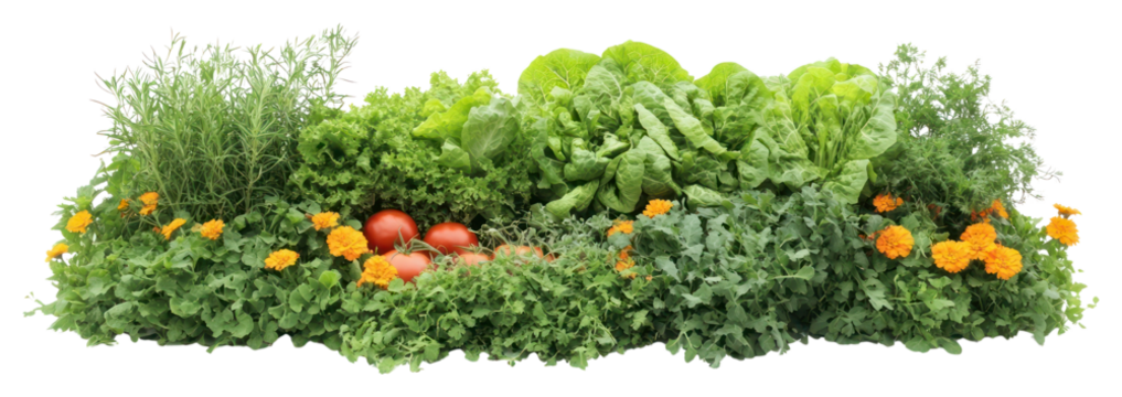 PNG Edible Vegetable Garden vegetables garden produce. - Powered by Adobe