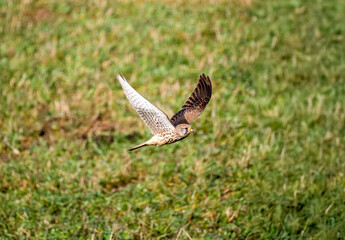 Turmfalke (Falco tinnunculus)