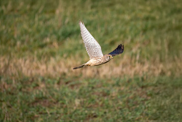 Turmfalke (Falco tinnunculus)