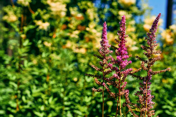 Decorative pink flower Astilbe japonica, Hotea Barbata.Summer garden