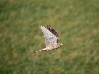 Turmfalke (Falco tinnunculus)